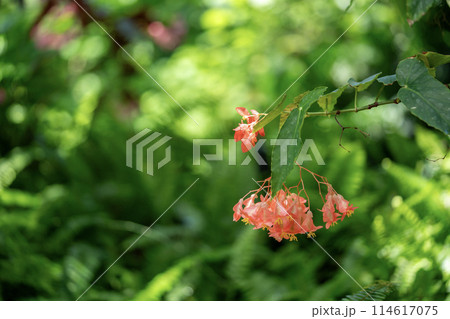 咲き始めた、べゴニアの花 咲き始めた、べゴニアの花 114617075