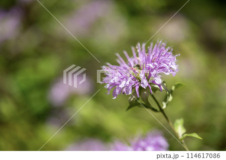 ワイルドベルガモットの花 114617086