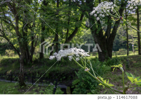シシウドの花 シシウドの花 114617088