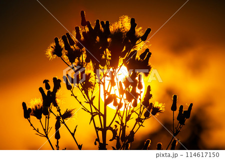 silhouettes of flowers and plants against the background of the setting sun 114617150