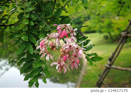 Java Cassia flower ,Pink Showe 114617170