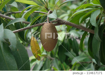Sapodilla fruit very sweet Sapodilla fruit very sweet 114617171