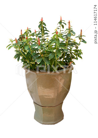 Indian Head Ginger in Modern Style Terracotta Garden Pots Indian Head Ginger in Modern Style Terracotta Garden Pots 114617174