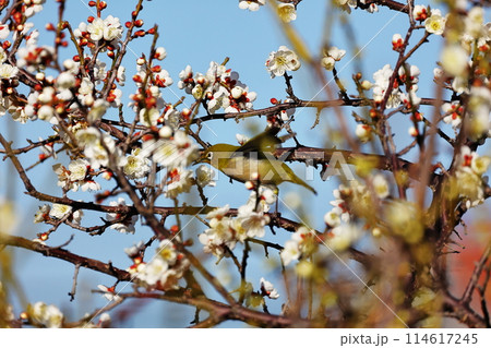 ウメジロウ ウメジロウ 114617245