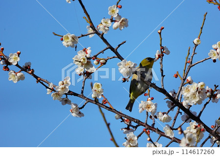 ウメジロウ ウメジロウ 114617260