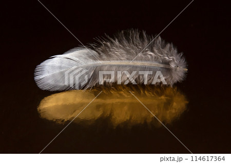 Colored feather and bird fluff on a dark background 114617364