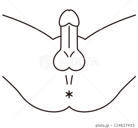 男性の股間を下から見た図　男性生殖器　構造 114617433