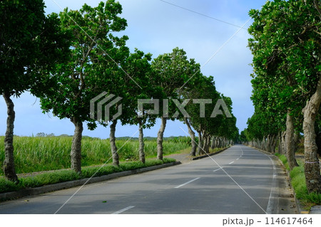 石垣島のマクラム道路 114617464