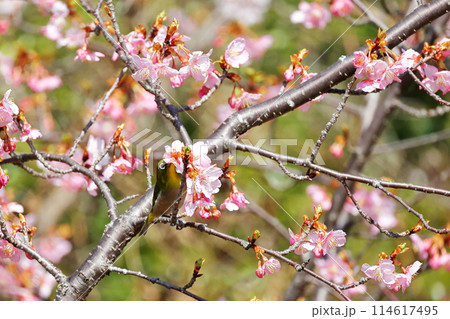 河津桜とメジロ 河津桜とメジロ 114617495
