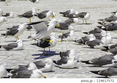 ペアの絆 114617572