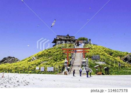 蕪嶋神社とウミネコ(正面)1 蕪嶋神社とウミネコ(正面)1 114617578