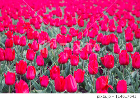 large field of blooming red tulips. flowers and botany 114617643
