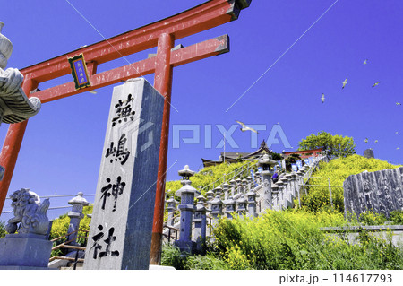 蕪嶋神社鳥居とウミネコ 114617793