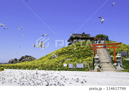 蕪嶋神社参道とウミネコ（正面）2 114617799