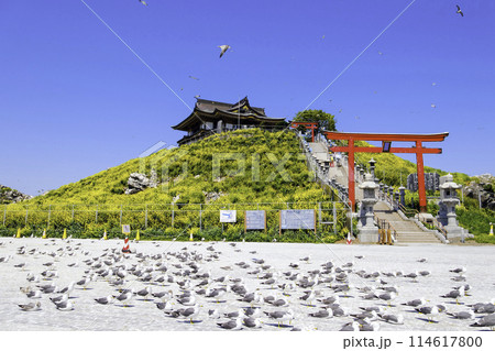 蕪嶋神社参道とウミネコ(正面)3 蕪嶋神社参道とウミネコ(正面)3 114617800