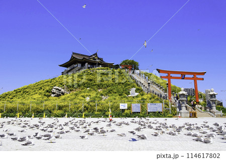 菜の花咲く蕪嶋神社とウミネコ2 菜の花咲く蕪嶋神社とウミネコ2 114617802