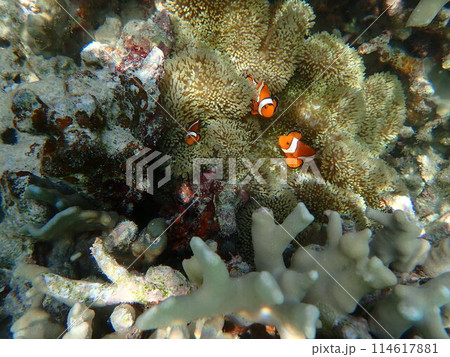 カクレクマノミとイソギンチャクの巣 カクレクマノミとイソギンチャクの巣 114617881