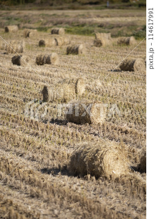 稲刈りが終わった後の田んぼ 114617991