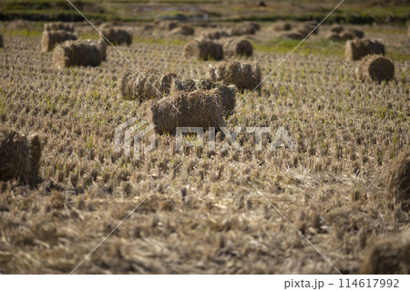 稲刈りが終わった後の田んぼ 114617992