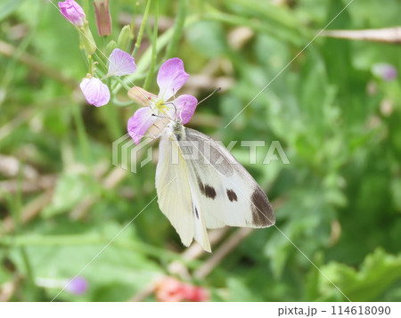 ハマダイコンの花の蜜を吸うモンシロチョウ 114618090