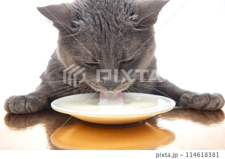 gray cat drinks fresh milk from a white plate. homemade breakfast concept with favorite animal 114618381