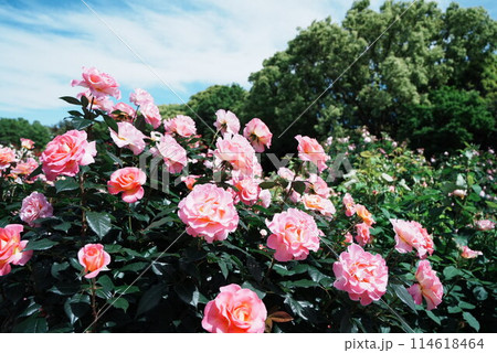 薔薇園 114618464