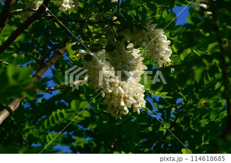 ハリエンジュ（針槐）ニセアカシア 114618685