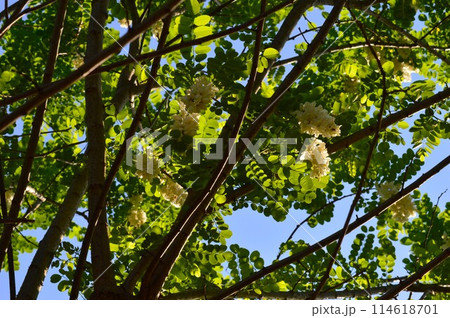 ハリエンジュ(針槐)ニセアカシア ハリエンジュ(針槐)ニセアカシア 114618701