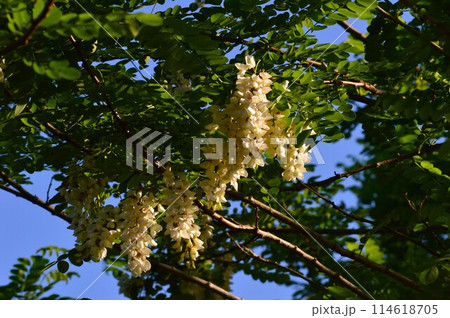 ハリエンジュ(針槐)ニセアカシア ハリエンジュ(針槐)ニセアカシア 114618705