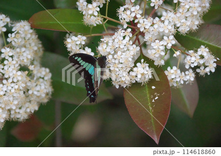 カナメモチの花にアオスジアゲハ 114618860