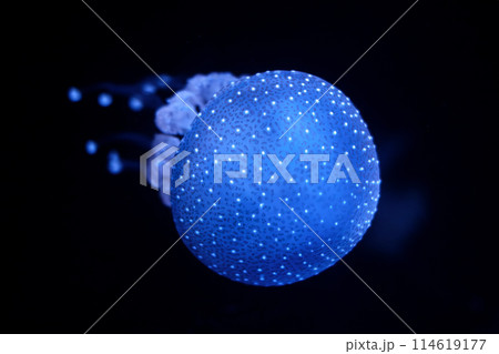 Tropical Jellyfish Phyllorhiza punctata white-spotted jellyfish underwater 114619177