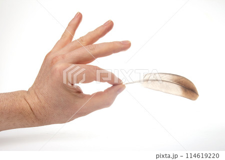 bird feather in human hand on white background bird feather in human hand on white background 114619220