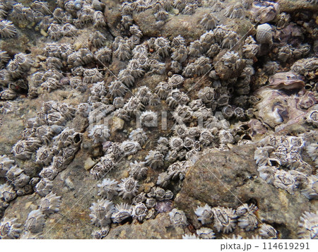海の岩場に群生して張り付くイワフジツボ 114619291