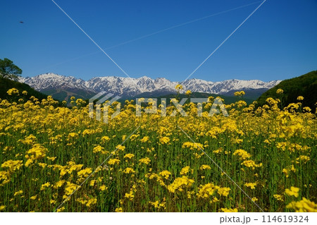 里山に咲く菜の花 野平の春 残雪の残る北アルプス 里山に咲く菜の花 野平の春 残雪の残る北アルプス 114619324