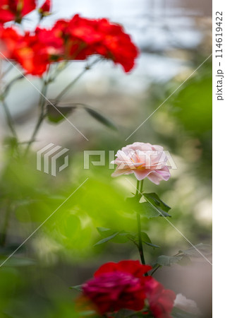 初夏に咲くバラの花が美しい 初夏に咲くバラの花が美しい 114619422
