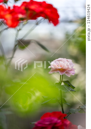 初夏に咲くバラの花が美しい 初夏に咲くバラの花が美しい 114619424