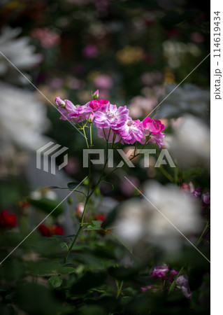初夏に咲くバラの花が美しい 初夏に咲くバラの花が美しい 114619434