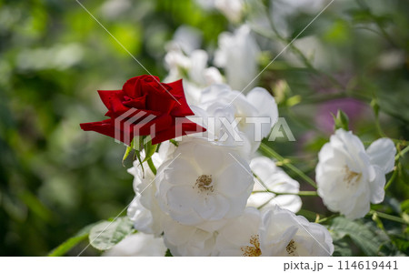 初夏に咲くバラの花が美しい 初夏に咲くバラの花が美しい 114619441