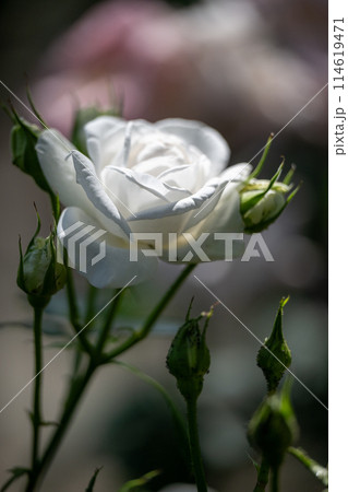 初夏に咲くバラの花が美しい 114619471
