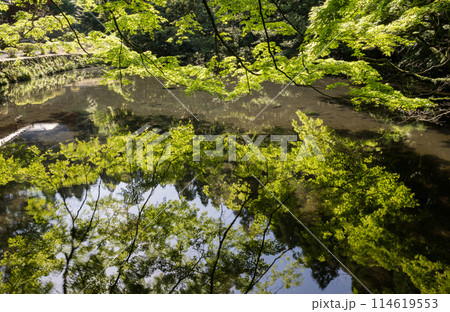 初夏の青紅葉が美しい新緑の風景 初夏の青紅葉が美しい新緑の風景 114619553
