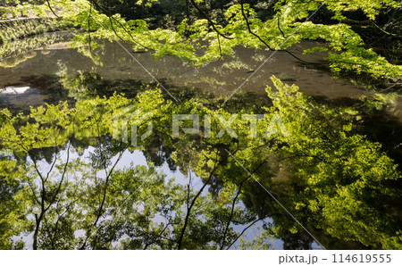 初夏の青紅葉が美しい新緑の風景 初夏の青紅葉が美しい新緑の風景 114619555