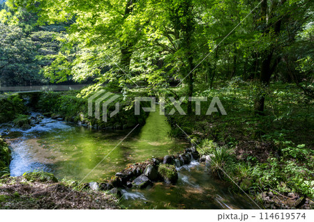 初夏の青紅葉が美しい新緑の風景 初夏の青紅葉が美しい新緑の風景 114619574