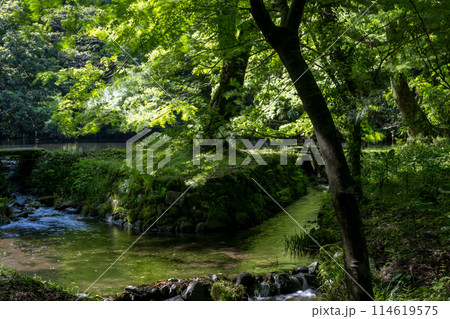初夏の青紅葉が美しい新緑の風景 初夏の青紅葉が美しい新緑の風景 114619575