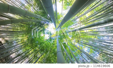 仏閣フォト 鎌倉報国寺 竹林 仏閣フォト 鎌倉報国寺 竹林 114619606