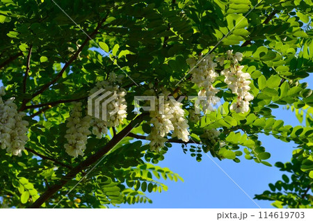青空に映える、ニセアカシア ハリエンジュ イヌアカシア 114619703