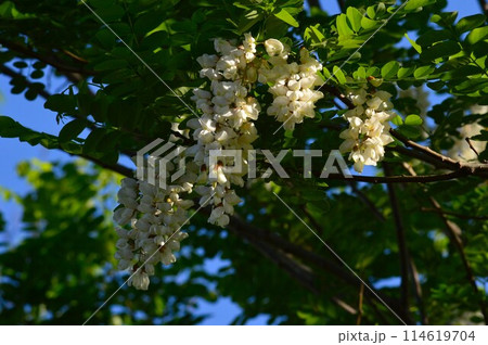 青空に映える、ニセアカシア ハリエンジュ イヌアカシア 114619704
