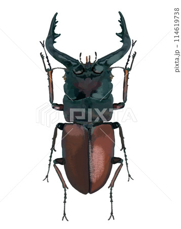 ノコギリクワガタ(オス) ノコギリクワガタ(オス) 114619738
