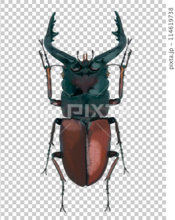 ノコギリクワガタ(オス) ノコギリクワガタ(オス) 114619738