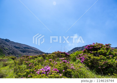 晴天の阿蘇仙酔峡に咲くミヤマ霧島 114619744