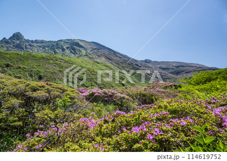 晴天の阿蘇仙酔峡に咲くミヤマ霧島 晴天の阿蘇仙酔峡に咲くミヤマ霧島 114619752